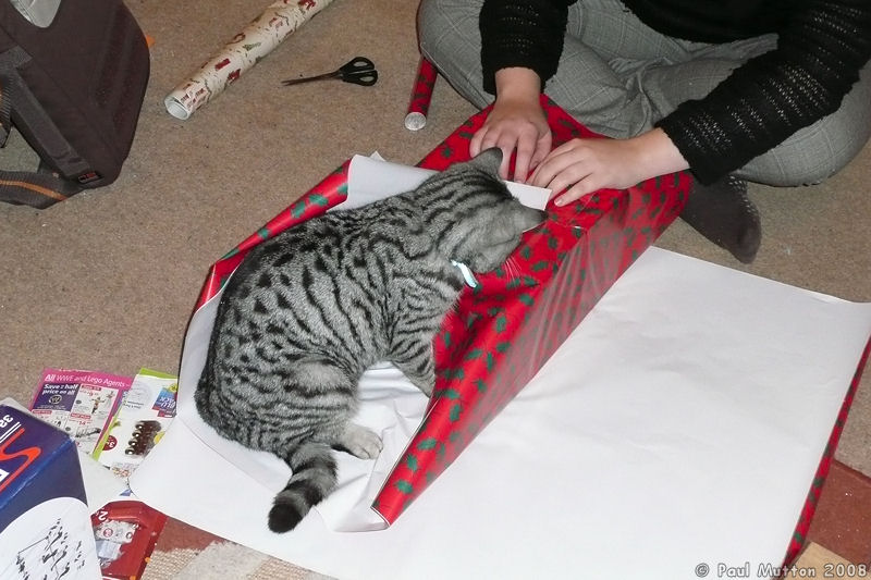 P1010839 Cat helping with Christmas wrapping